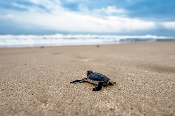 Magical Sri Lanka