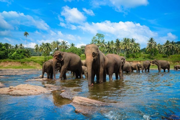 Thrilling Sri Lanka